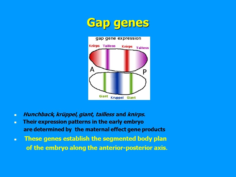 Gap genes Hunchback, krüppel, giant, Gap genes Hunchback, krüppel, giant,